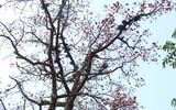 Ngắm hoa gạo nở rực góc trời
